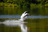 White male american pelican landing in the water